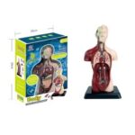 גוף האדם 8 חלקים HUMAN ANATOMICAL